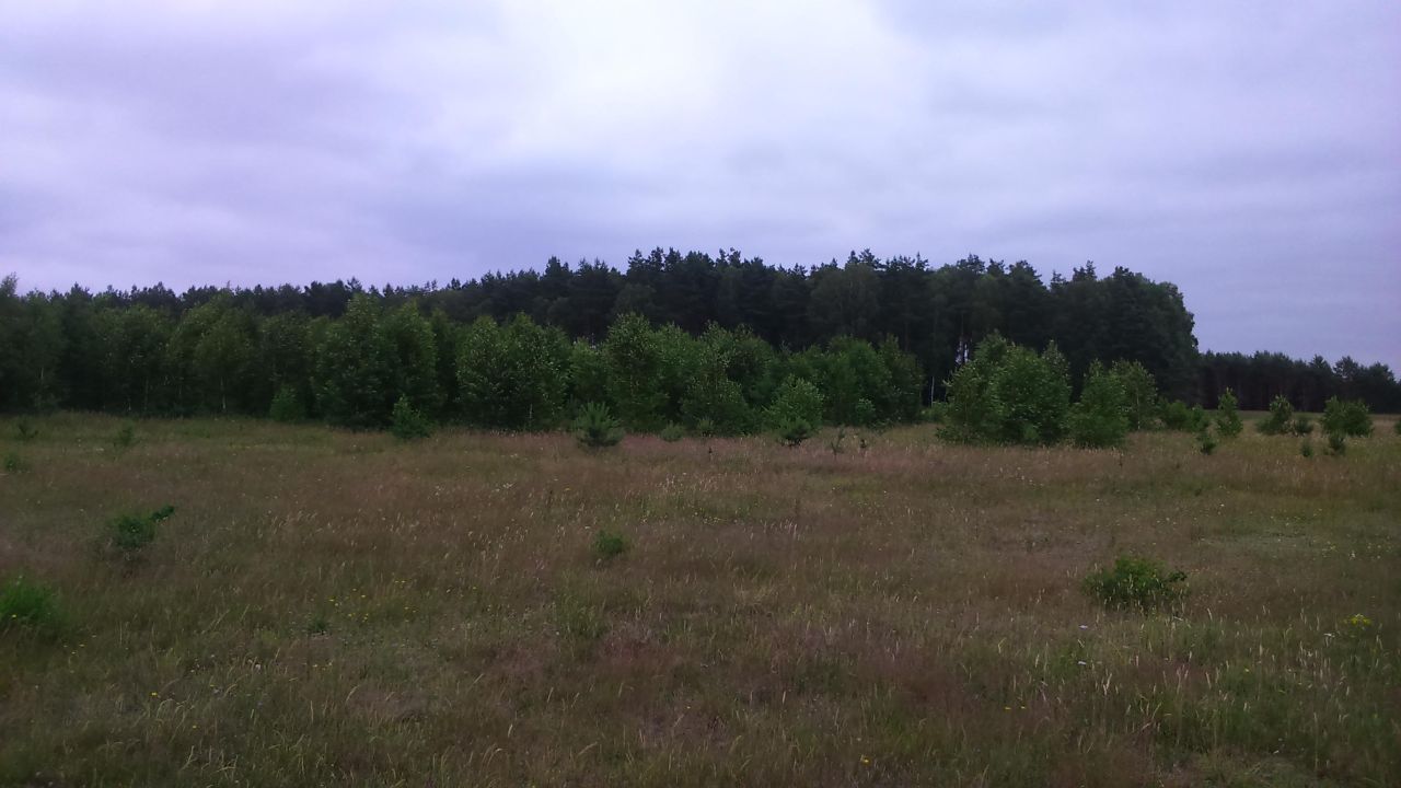 Działka leśna Osówko. Zdjęcie 2
