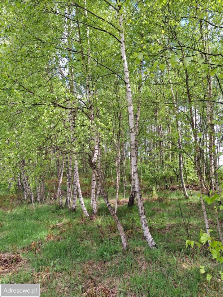 Działka budowlana Soszyce. Zdjęcie 4