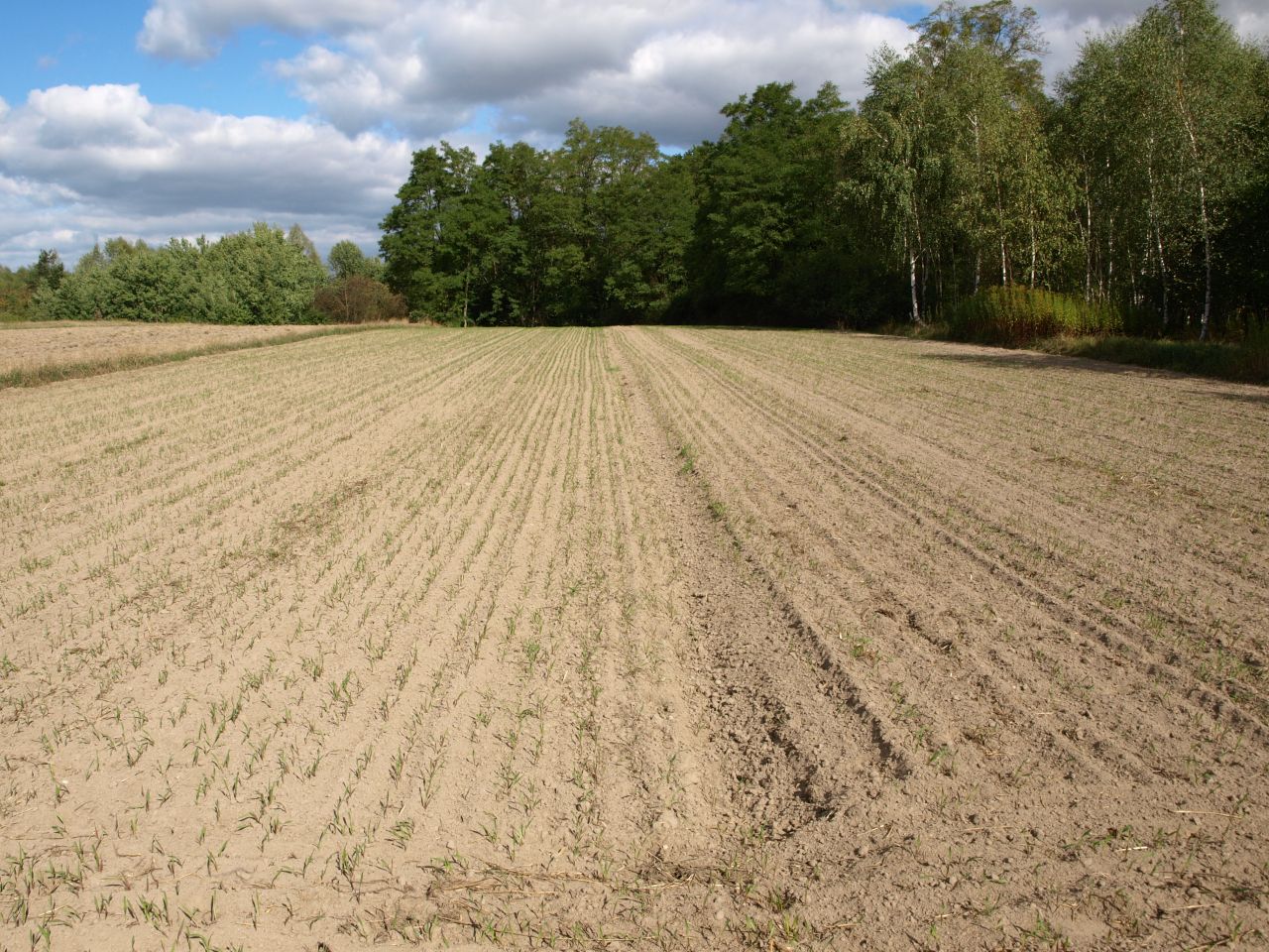 Działka rolna Drwały. Zdjęcie 3
