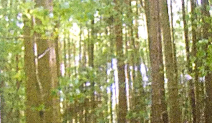 Działka leśna Czernica