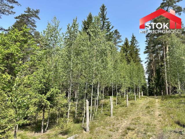 Działka leśna Rudnica. Zdjęcie 1