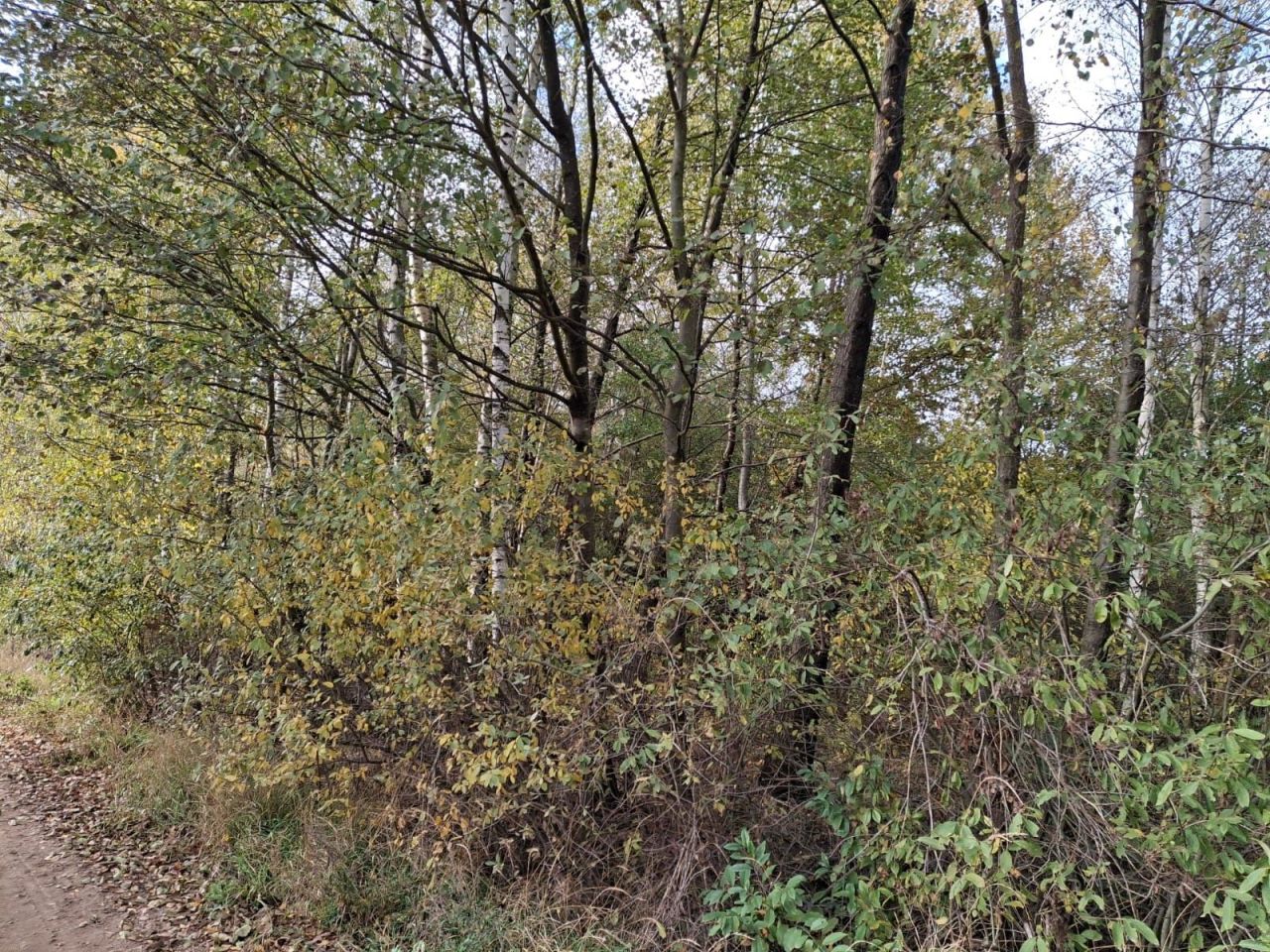 Działka rolna Wyrąb Karwacki. Zdjęcie 4