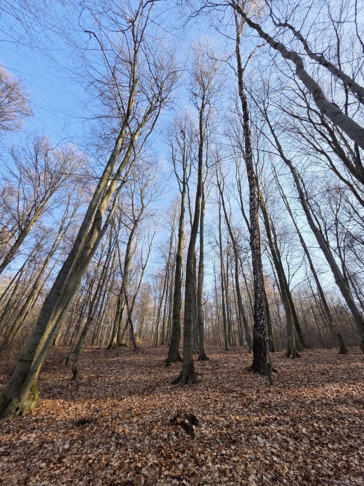 Działka leśna Pilica. Zdjęcie 4