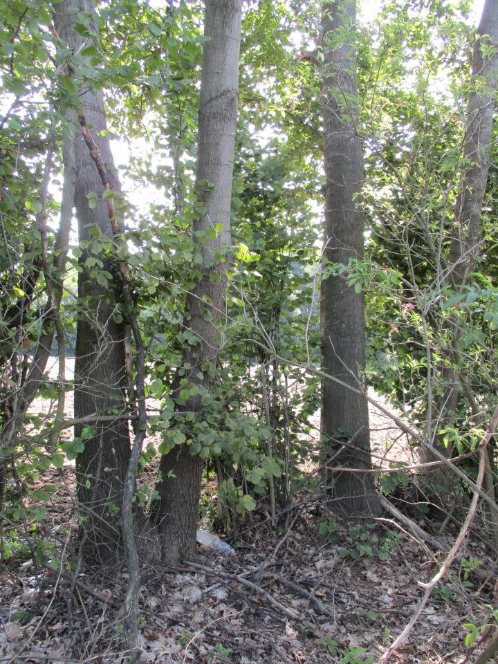 Działka rolna Wierzchowiska Pierwsze. Zdjęcie 6