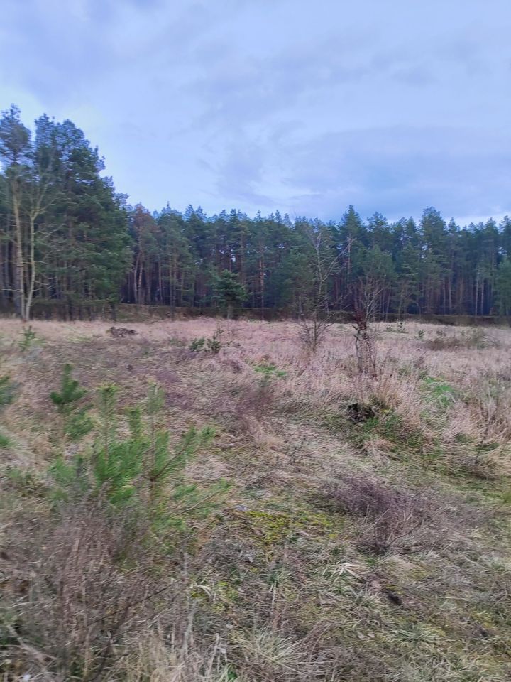 Działka budowlana Wielkie Pułkowo. Zdjęcie 3