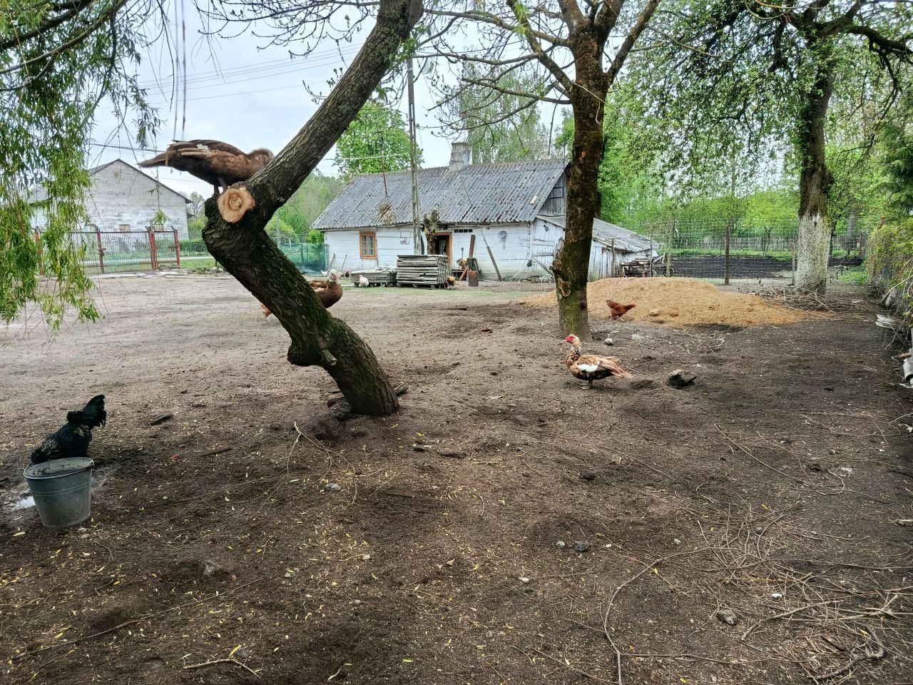 siedlisko, 2 pokoje Niedziałowice Pierwsze. Zdjęcie 7