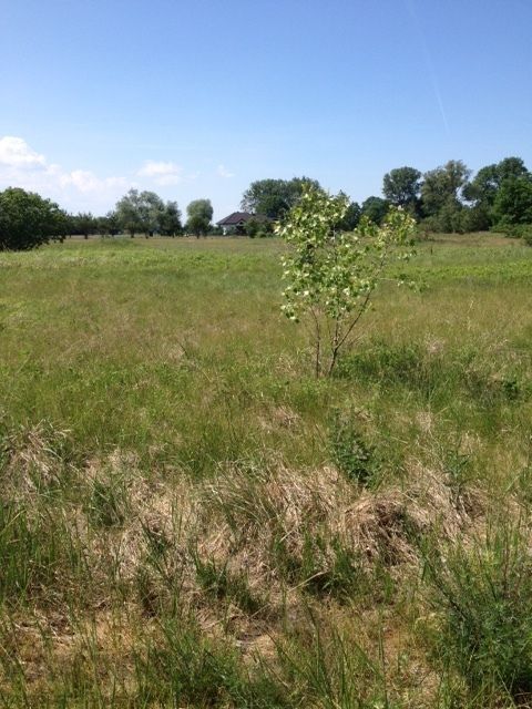 Działka rekreacyjna Lubczyna, ul. Kasztanowa. Zdjęcie 4