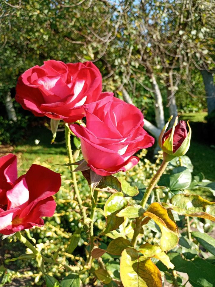 Działka rod Żnin. Zdjęcie 7