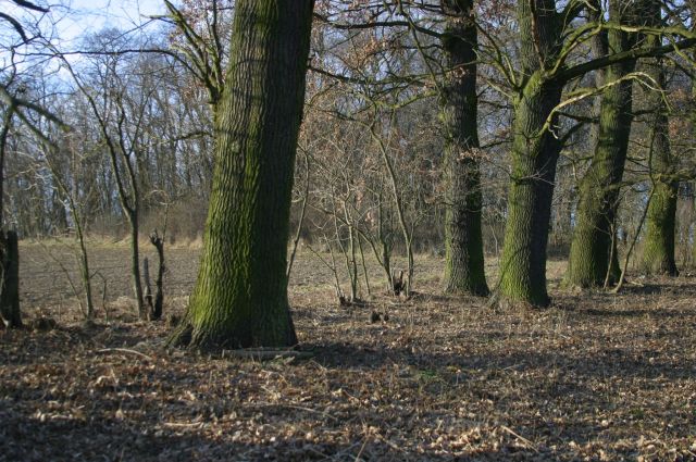 Działka siedliskowa Rogów Wołowski. Zdjęcie 11