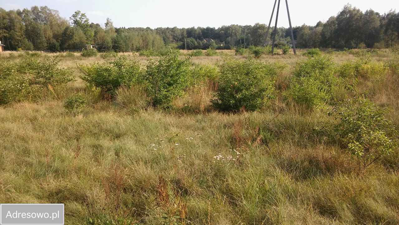 Działka rolno-budowlana Masłońskie. Zdjęcie 5