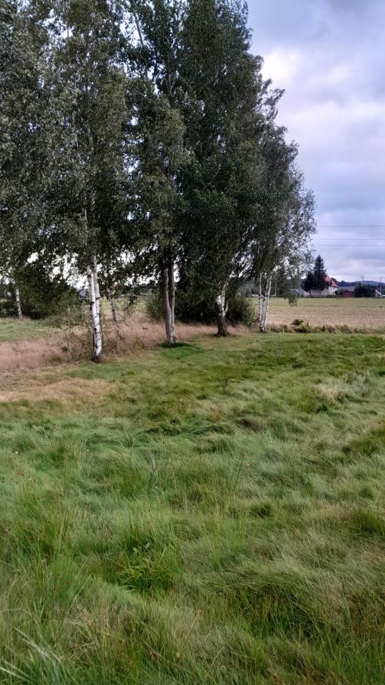 Działka siedliskowa Stara Kamienica, ul. Spacerowa. Zdjęcie 7