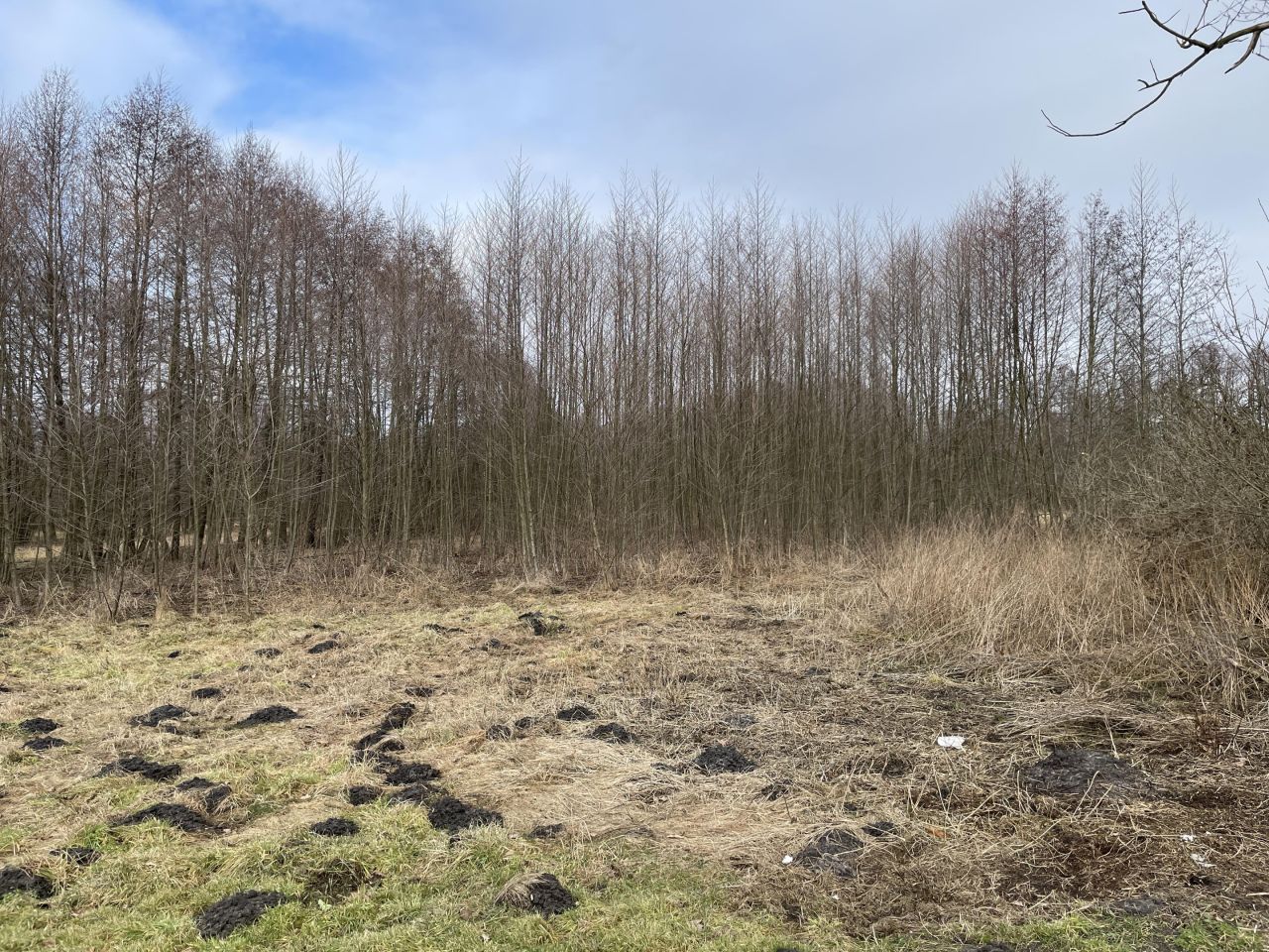 Działka siedliskowa Wola Przybysławska Wola Przybysławska Druga. Zdjęcie 7