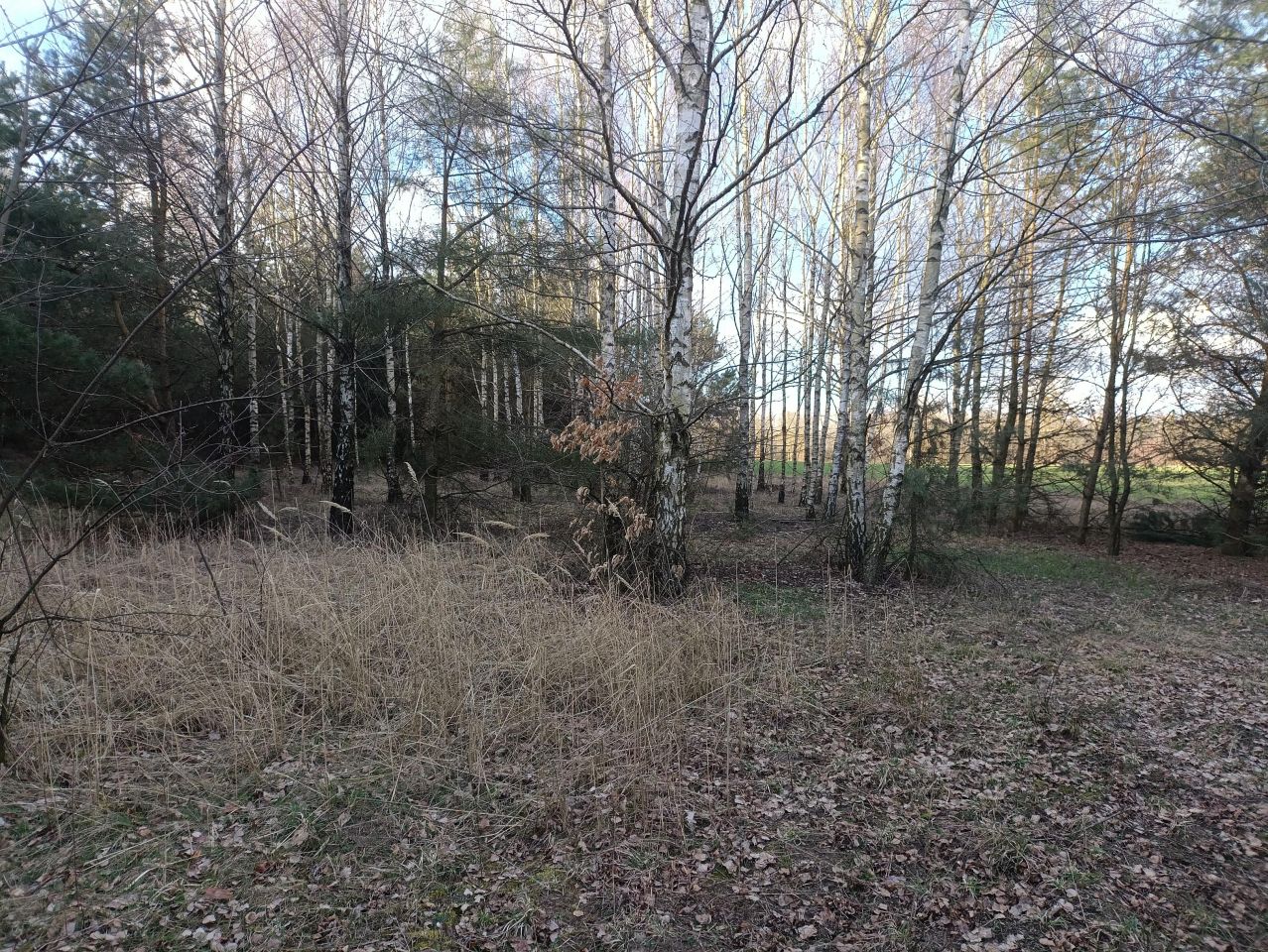 Działka rekreacyjna Lubowidz, ul. Leśna. Zdjęcie 8