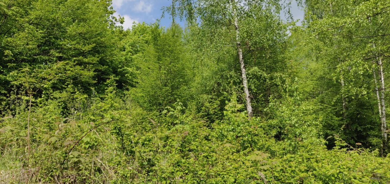 Działka rekreacyjna Łazy Łazy-Jawor. Zdjęcie 6