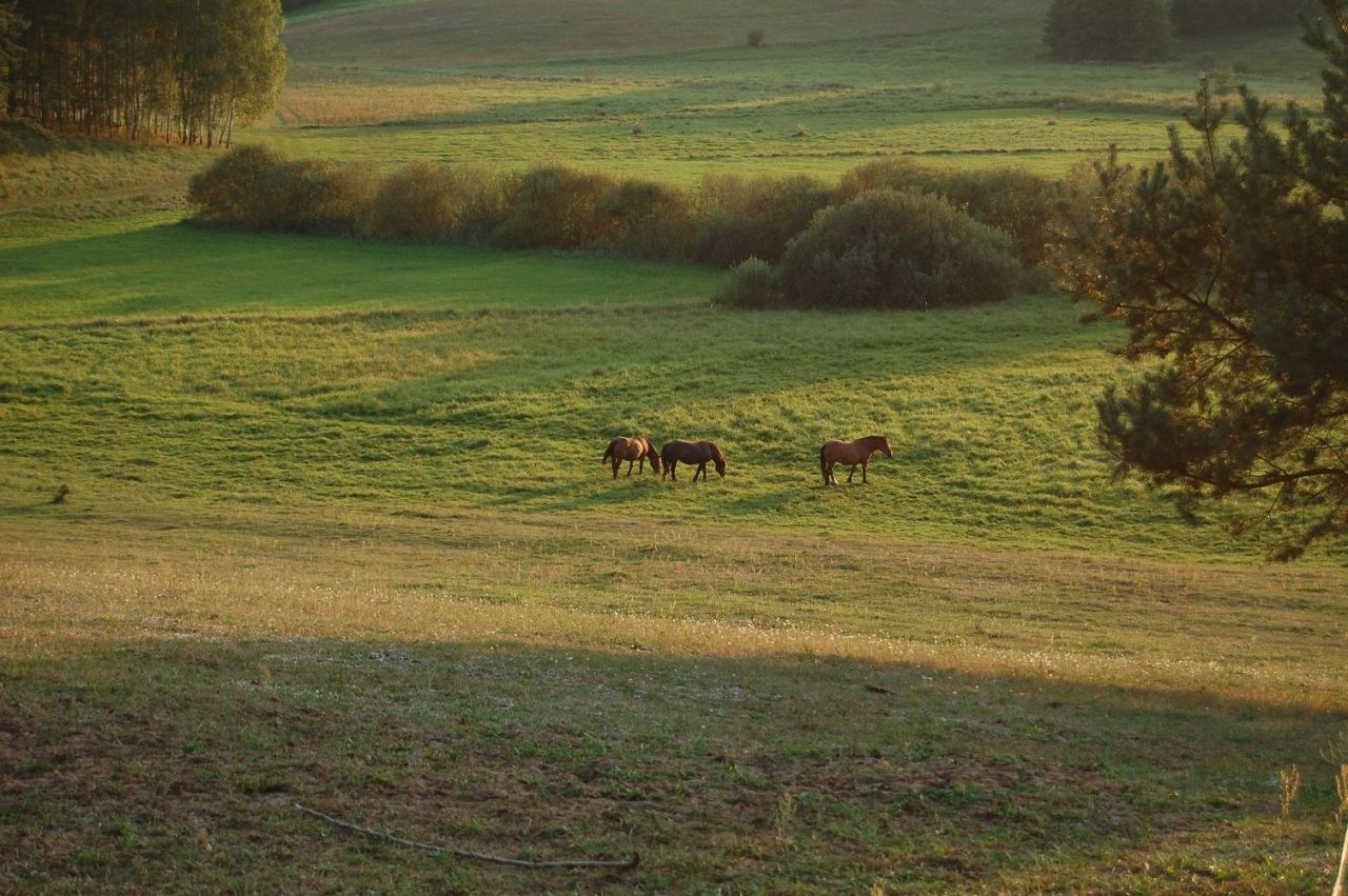 Działka rolno-budowlana Rychnowska Wola. Zdjęcie 4