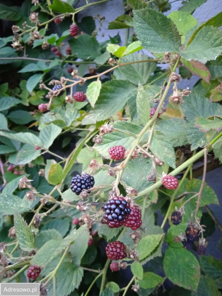 dom wolnostojący, 6 pokoi Złotów. Zdjęcie 3