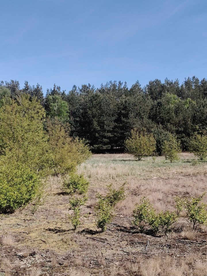 Działka budowlana Modzerowo. Zdjęcie 2