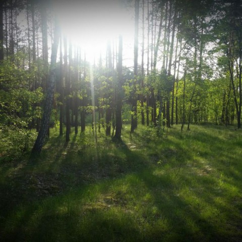 Działka leśna Gubin. Zdjęcie 1