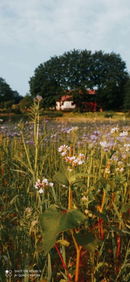 dom wolnostojący, 3 pokoje Czarne Wielkie. Zdjęcie 5