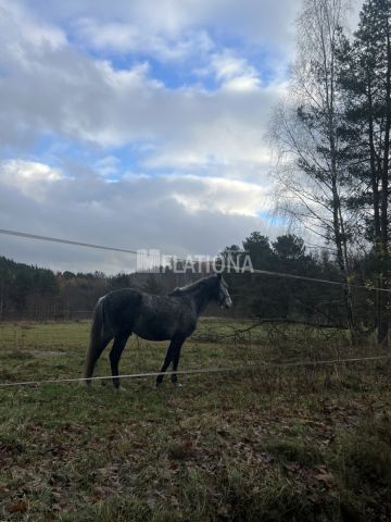 Działka rolna Paraszyno. Zdjęcie 13