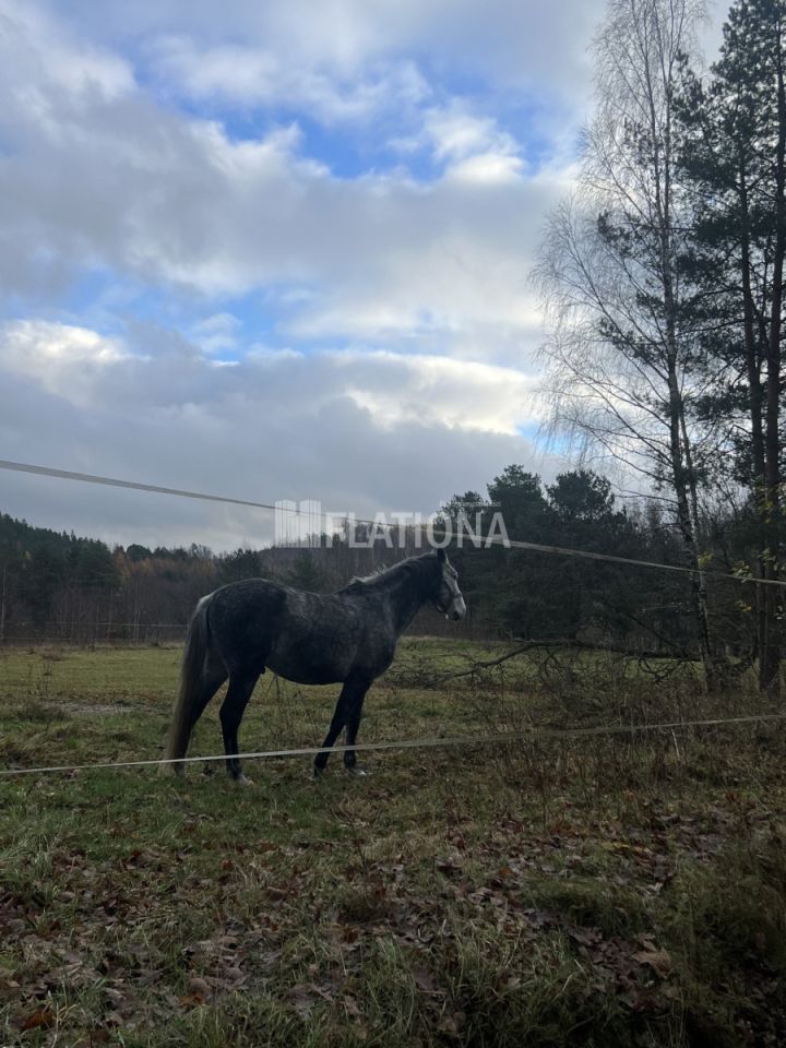 Działka rolna Paraszyno. Zdjęcie 13