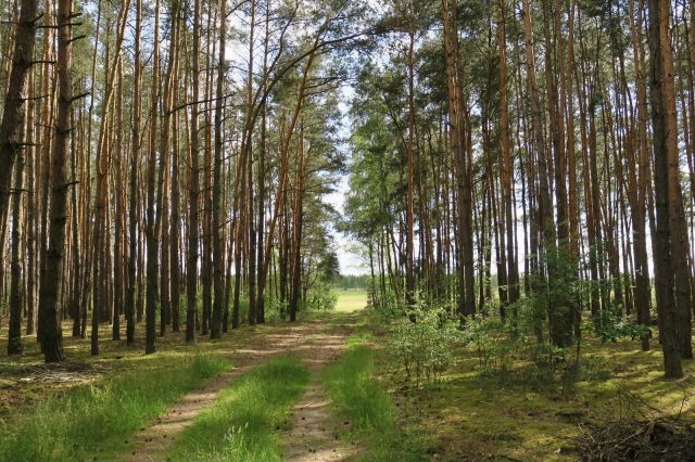 Działka rolna Glinianka, ul. Szkolna. Zdjęcie 8