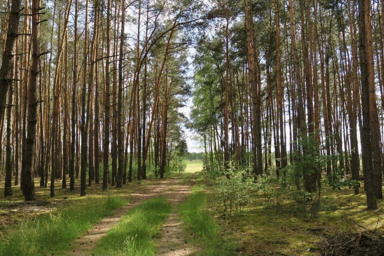 Działka rolna Glinianka, ul. Szkolna. Zdjęcie 8