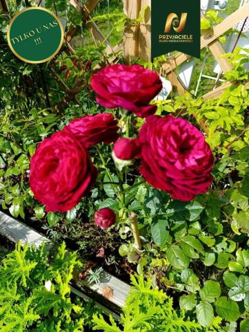 Mieszkanie 2-pokojowe Gdańsk Zakoniczyn, ul. kmdr. Tadeusza Bramińskiego. Zdjęcie 2