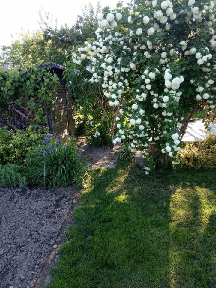 Działka rod Ciechanów. Zdjęcie 5