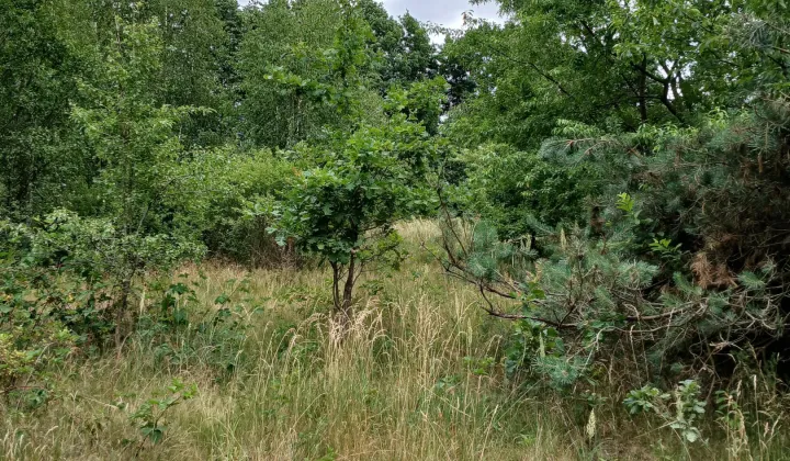 Działka rolna Nowa Jedlanka