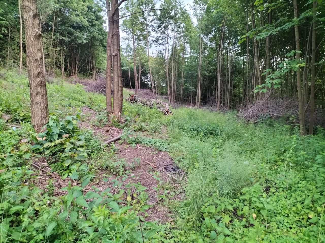 Działka budowlana Brzezówka Budy. Zdjęcie 4