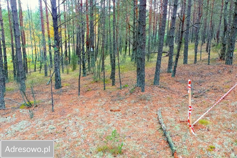 Działka leśna Zielona Chocina. Zdjęcie 6