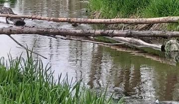 Działka rolna Młynarze