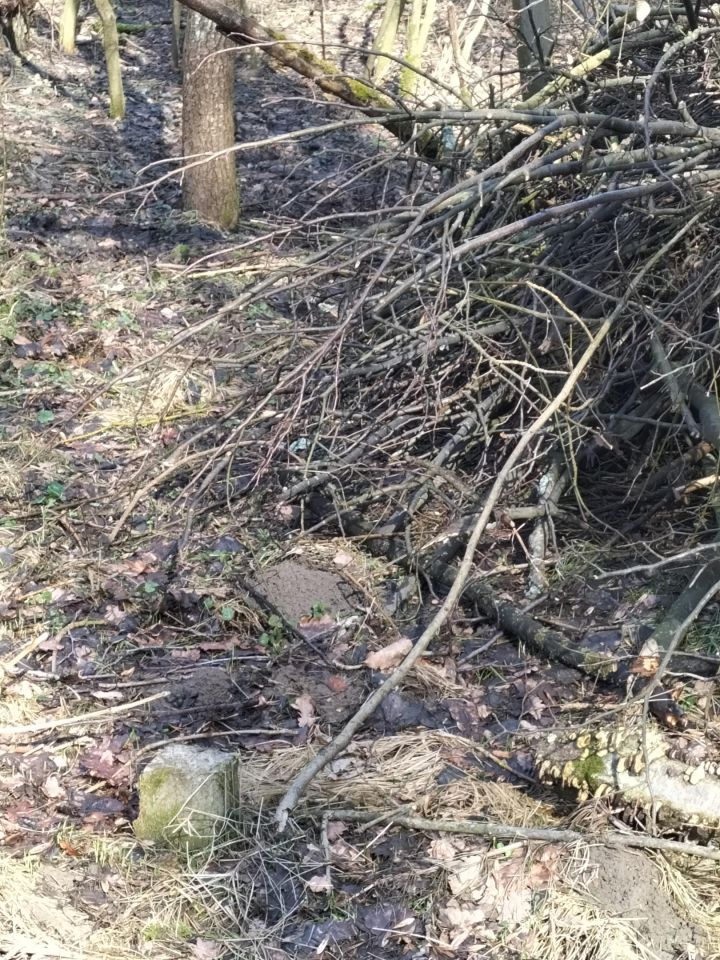 Działka leśna Brzezowa. Zdjęcie 18