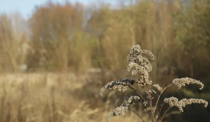 Działka budowlana Czerwonak, ul. Leśna