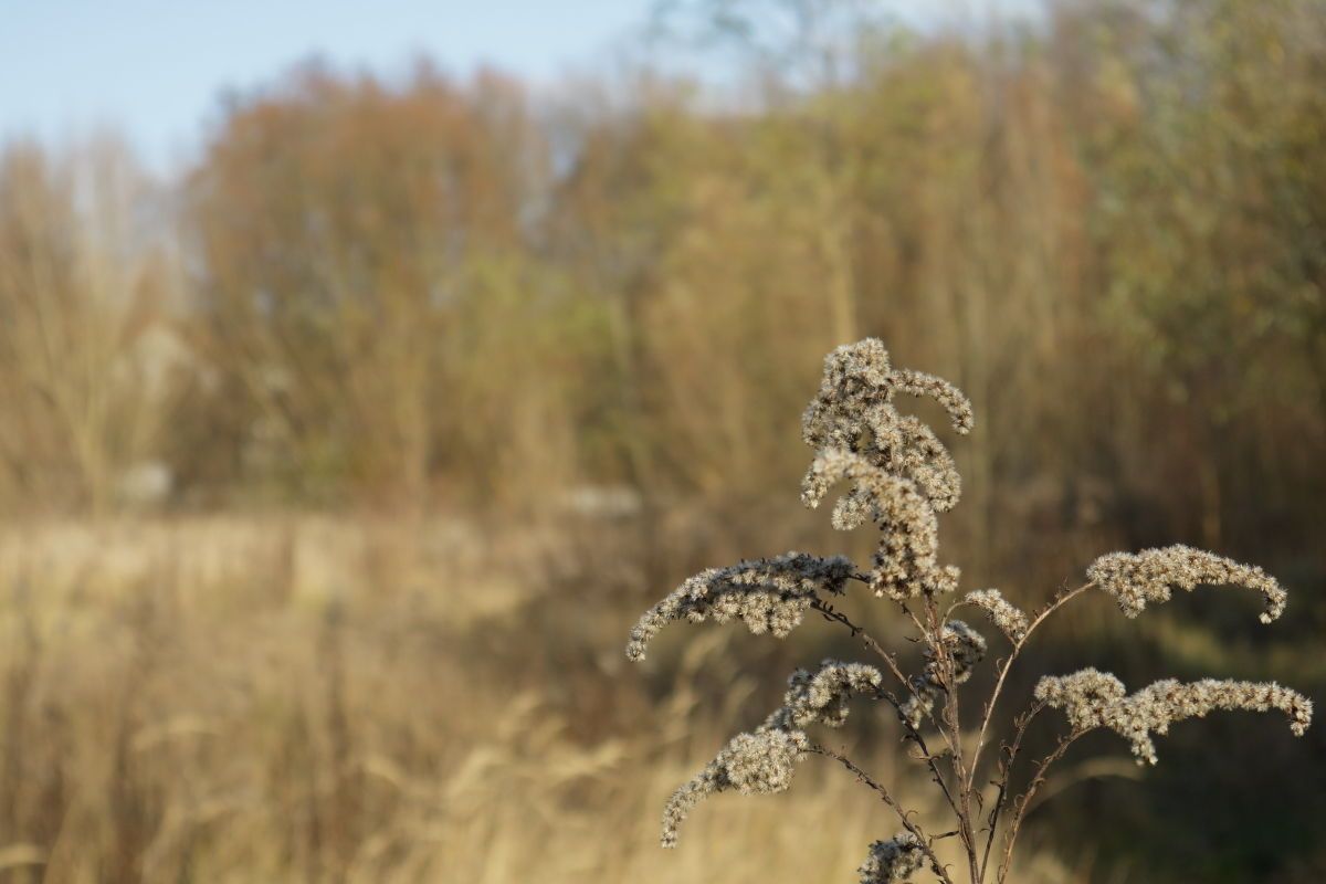 Działka budowlana Czerwonak, ul. Leśna