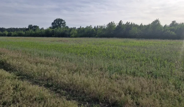 Działka budowlana Bartoszówka, ul. Pogodna