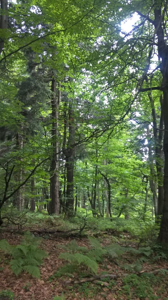 Działka budowlana Stary Wielisław. Zdjęcie 8