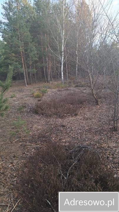 Działka rekreacyjna Karolówka. Zdjęcie 6
