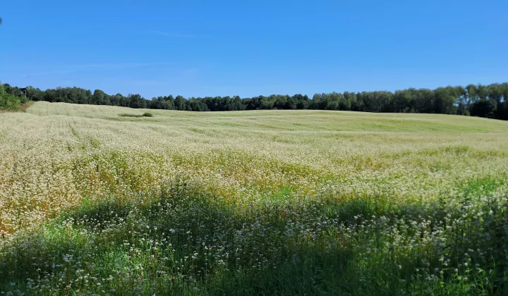 Działka rolna Jeziorki