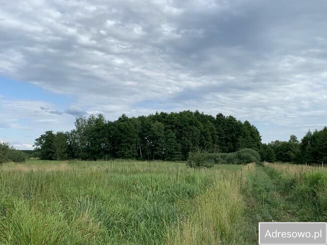 Działka leśna Garki. Zdjęcie 15