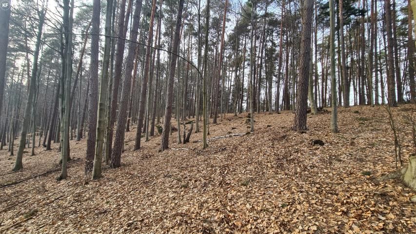 Działka leśna Bondyrz. Zdjęcie 4