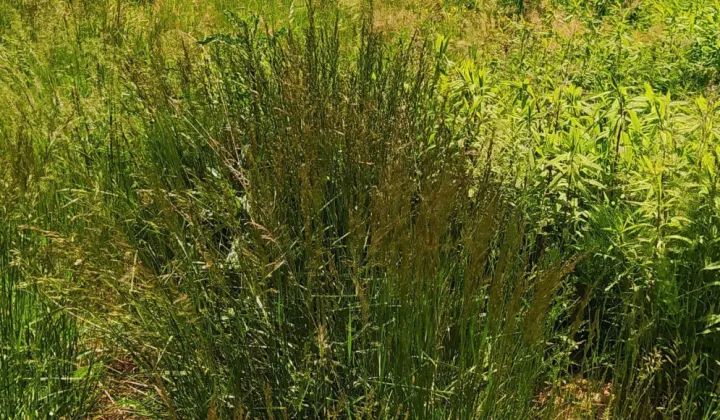 Działka budowlana Niecieplin