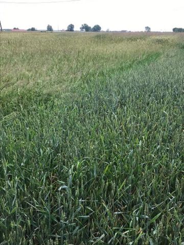 Działka budowlana Zadowice. Zdjęcie 3