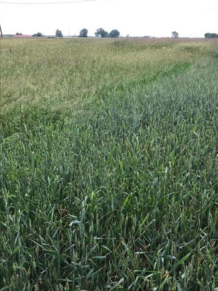 Działka budowlana Zadowice. Zdjęcie 3