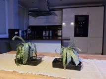 Mieszkanie 3-pokojowe Nowy Sącz Millenium, ul. Nawojowska. Zdjęcie 3