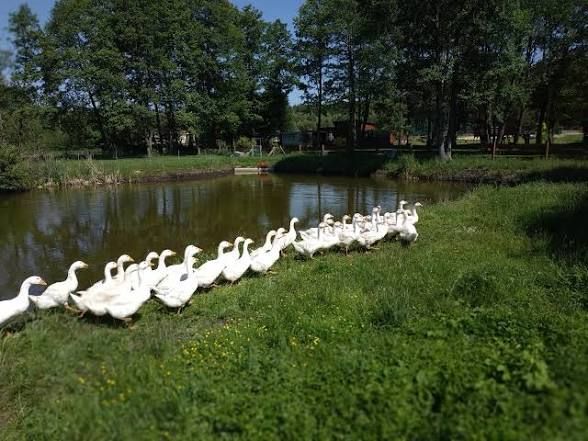 Ośrodek wczasowy Płock, .... Zdjęcie 27
