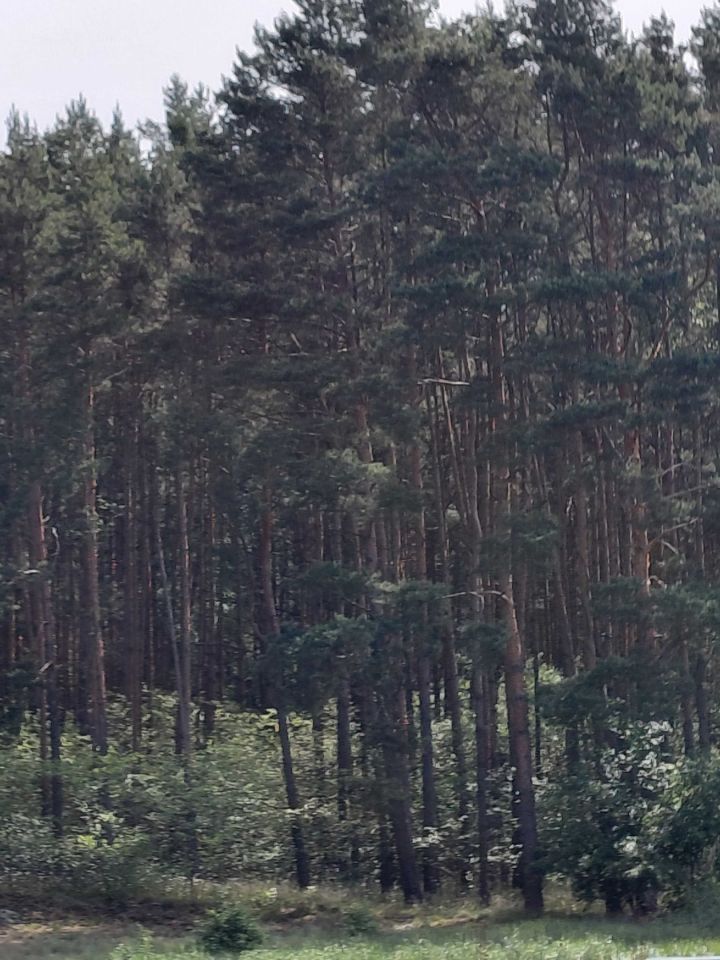 Działka leśna Grzeczna Panna. Zdjęcie 4