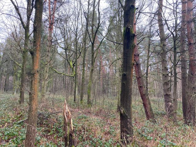 Działka leśna Centawa. Zdjęcie 1