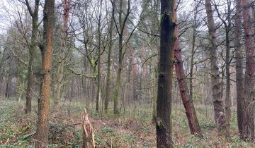 Działka leśna Centawa